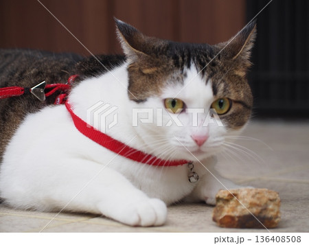 ハーネスをつけてお散歩中の猫(イカ耳で警戒中) ハーネスをつけてお散歩中の猫(イカ耳で警戒中) 136408508