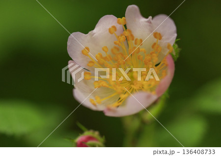 初夏の森に咲くノイバラの花 136408733