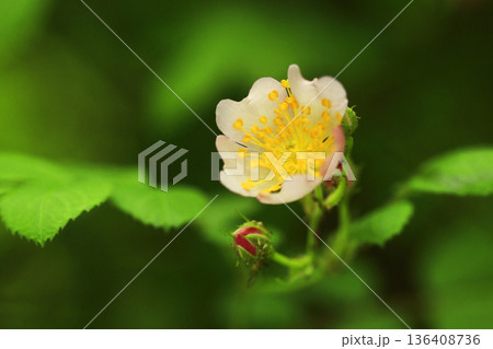 初夏の森に咲くノイバラの花 136408736