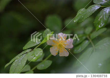 初夏の森に咲くノイバラの花 136408738