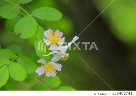 初夏の森に咲くノイバラの花 初夏の森に咲くノイバラの花 136408741