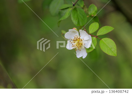 初夏の森に咲くノイバラの花 初夏の森に咲くノイバラの花 136408742