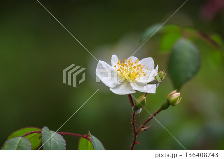 初夏の森に咲くノイバラの花 136408743