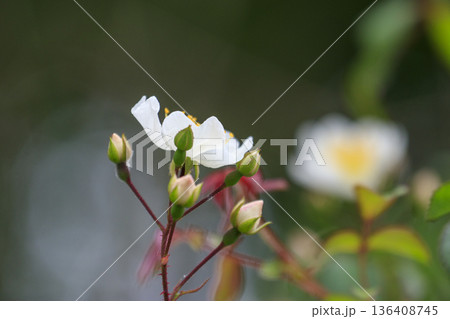 初夏の森に咲くノイバラの花 136408745