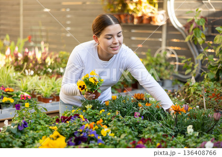 Female customer choosing potted viola in container garden shop 136408766