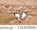 コウノトリ 136408886