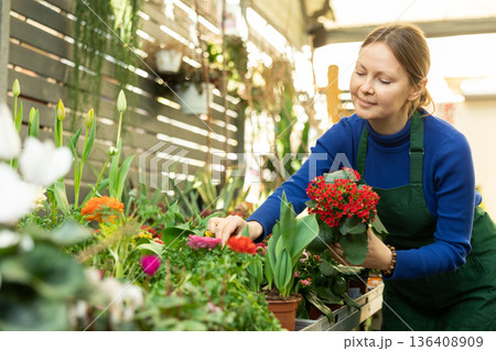 Woman inspects kalanchoe flowers for injury in pots 136408909