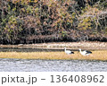 コウノトリ 136408962