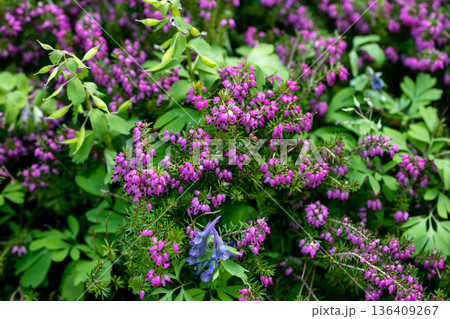 Great blooming of heather (Erica carnea). It is also known as winter heath, winter flowering heather 136409267