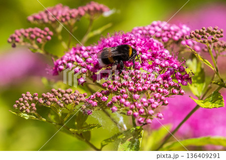 Nature in East Flanders Nature in East Flanders 136409291