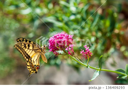 Butterfly in the Provence 136409293