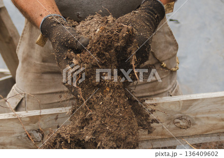 Hands of a worker wearing gloves sifting soil and compost through a sieve for planting young trees. 136409602