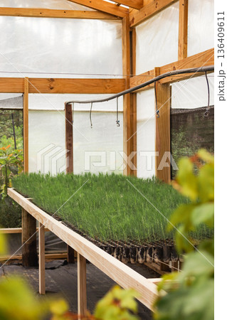 Pine tree seedlings flourishing in a nursery greenhouse.Concept of environmental conservation and a greener planet 136409611