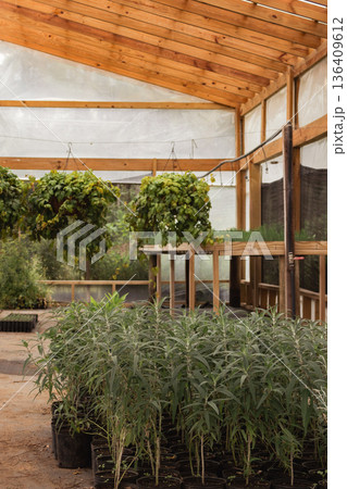 Reforesting saplings growing inside a plant nursery greenhouse for future environmental conservation 136409612