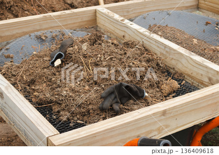 Sifting organic soil and compost for sustainable reforesting and garden preparation 136409618
