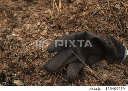 Horizontal shot of work gloves in an orchard on compost for sustainable fertilisation in gardens and farms. 136409619