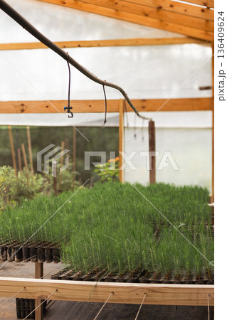 Pine tree seedlings growing in greenhouse for reforestation and sustainable forestry project 136409624