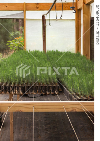 Young pine tree seedlings growing inside a plant nursery greenhouse for commercial reforestation efforts 136409630