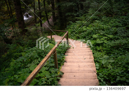 Wooden Stairway Descending into Lush Green Forest Wooden Stairway Descending into Lush Green Forest 136409697