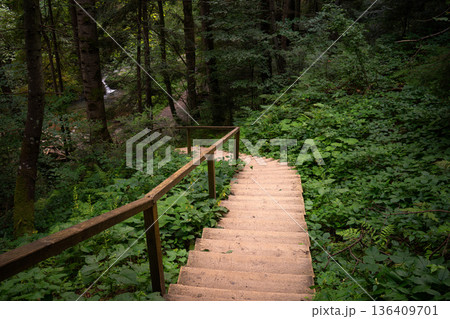 Wooden Stairway Descending into Lush Green Forest 136409701