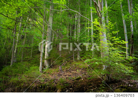 Sunlit Green Forest with Dense Trees and Fresh Foliage 136409703