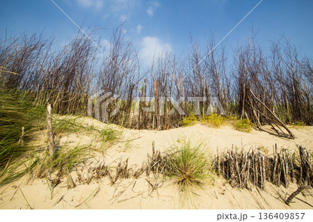 Dunes with marram grass in Vlissingen Dunes with marram grass in Vlissingen 136409857