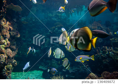Several fishes swimming by the coral reef Several fishes swimming by the coral reef 136409872