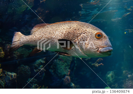 Fish swimming around the coral reef Fish swimming around the coral reef 136409874