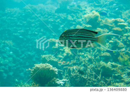 Fish swimming around the coral reef Fish swimming around the coral reef 136409880