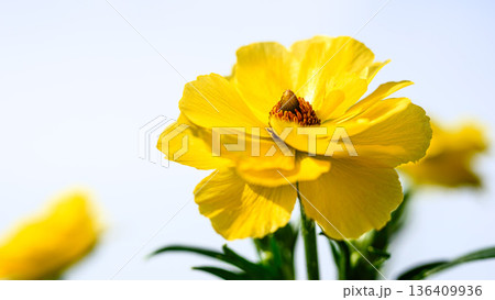 黄色のラナンキュラスの花のアップ 黄色のラナンキュラスの花のアップ 136409936