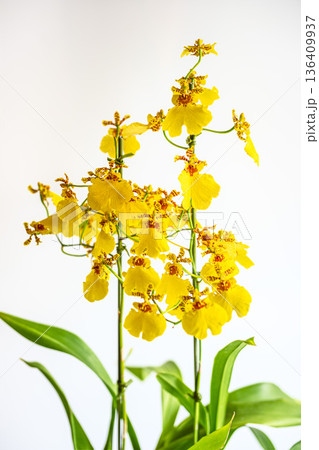 オンシジュームの花 オンシジュームの花 136409937