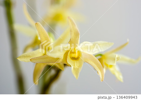 セッコクの花 136409943