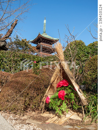 上野の冬牡丹 136410124