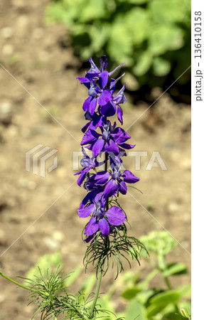 Close up of purple doubtful kinghts spur or consolida ajacis flowers in bloom 136410158