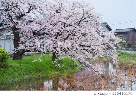 佐渡島の桜 佐渡島の桜 136410170
