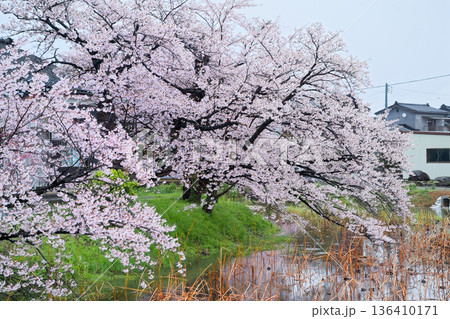 佐渡島の桜 136410171