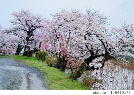 佐渡島の桜 136410172