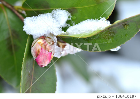 雪と山茶花の蕾 雪と山茶花の蕾 136410197
