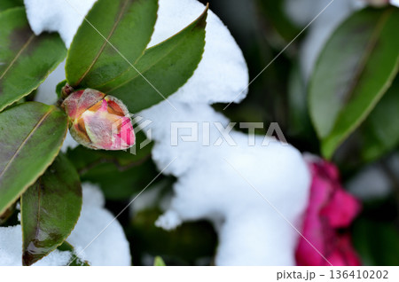 雪と山茶花の蕾 雪と山茶花の蕾 136410202