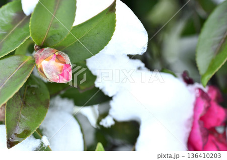 雪と山茶花の蕾 136410203