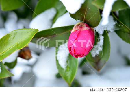 雪と山茶花の蕾 雪と山茶花の蕾 136410207