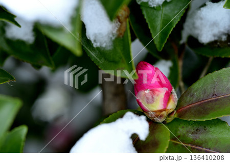 雪と山茶花の蕾 136410208