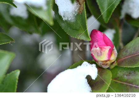雪と山茶花の蕾 136410210