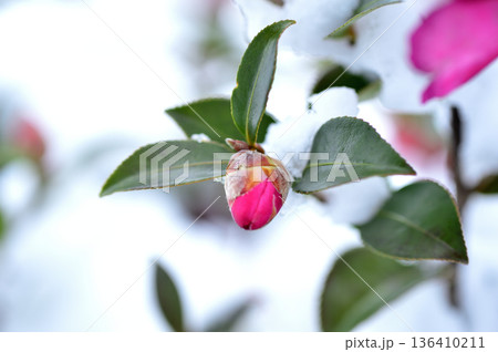 雪と山茶花の蕾 136410211