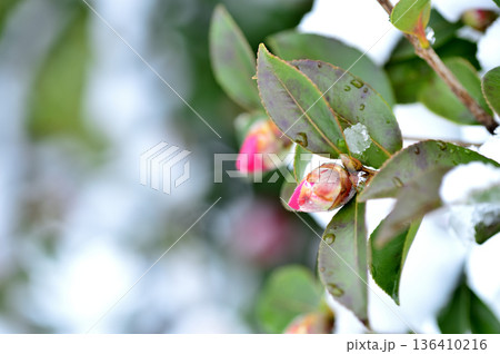 雪と山茶花の蕾 雪と山茶花の蕾 136410216