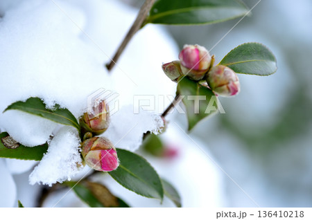 雪と山茶花の蕾 136410218