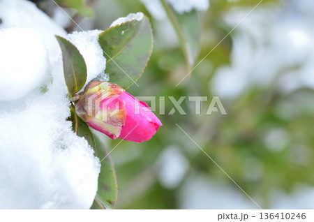 雪と山茶花の蕾 雪と山茶花の蕾 136410246