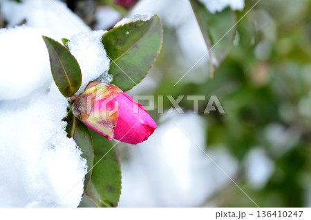 雪と山茶花の蕾 雪と山茶花の蕾 136410247