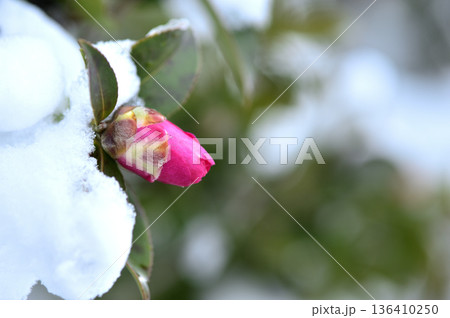 雪と山茶花の蕾 雪と山茶花の蕾 136410250