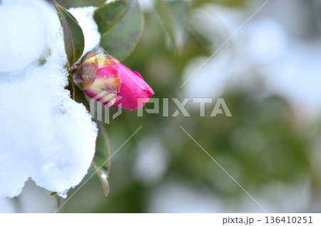 雪と山茶花の蕾 雪と山茶花の蕾 136410251